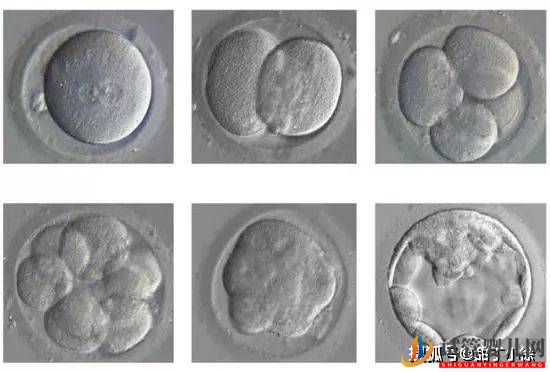 试管婴儿网:试管婴儿移植后多久算成功(图1)