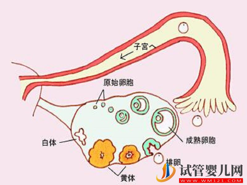 ahm是评估女性卵巢功能的重要指标