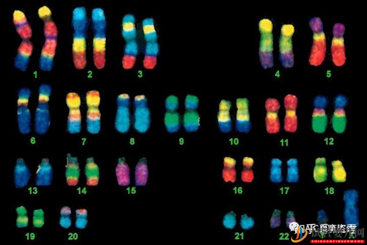 试管婴儿网:胚胎异常染色体都是我的锅,我背了!(图1)