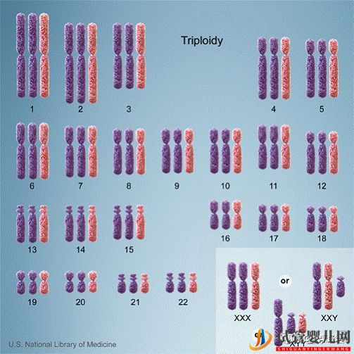 试管婴儿网:胚胎异常染色体都是我的锅,我背了!(图7)