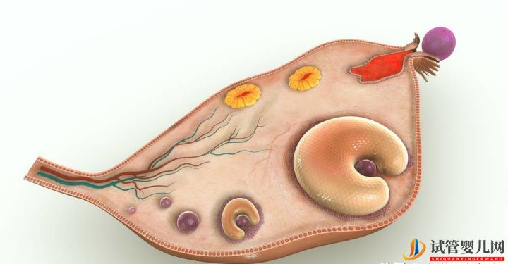 试管婴儿网:如何治疗好多囊卵巢综合症一般通过以下3种方式可治(图3)