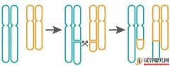 三代试管怎么解决染色体易位问题